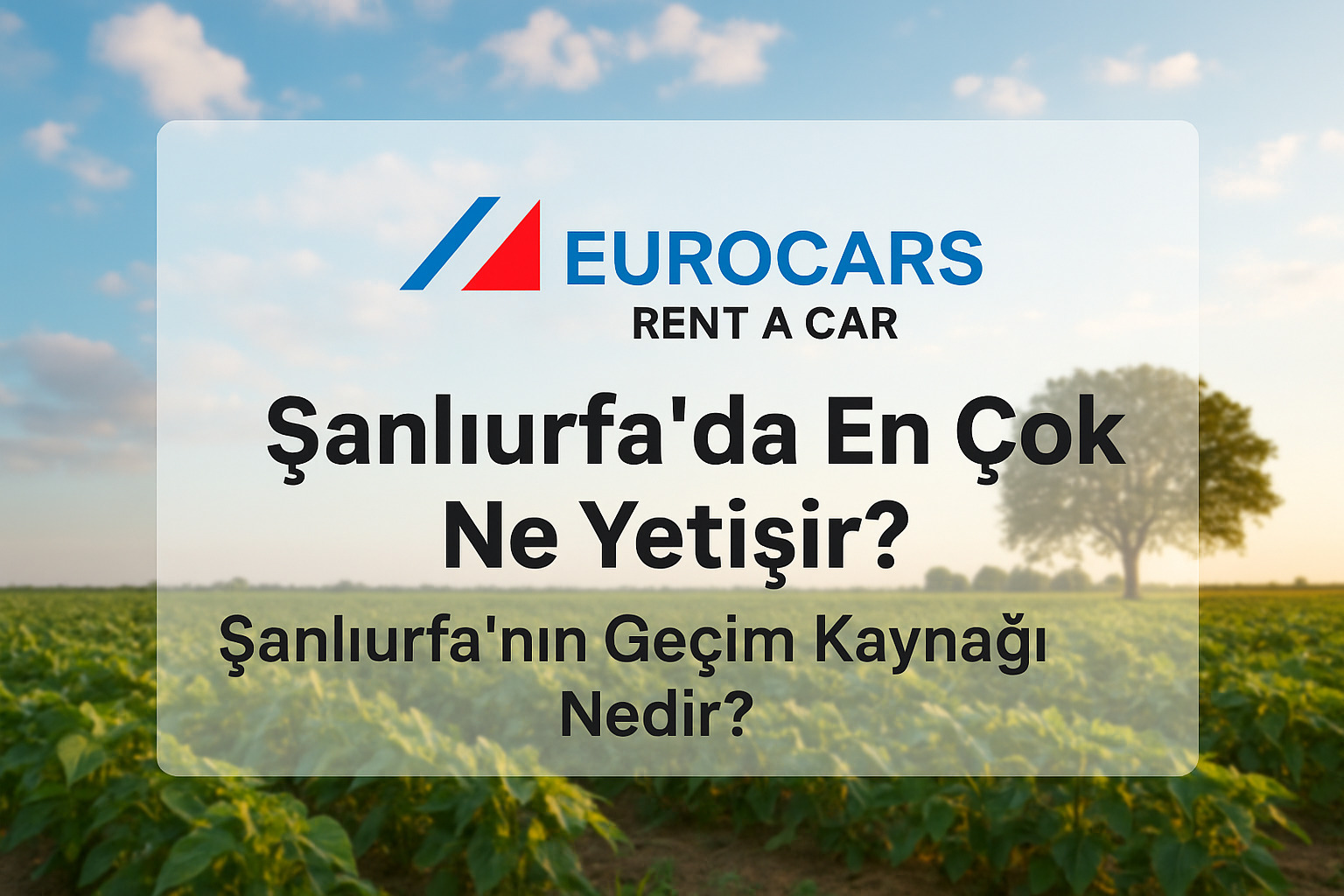 Şanlıurfa’da En Çok Ne Yetişir? Şanlıurfa’nın Geçim Kaynağı Nedir?